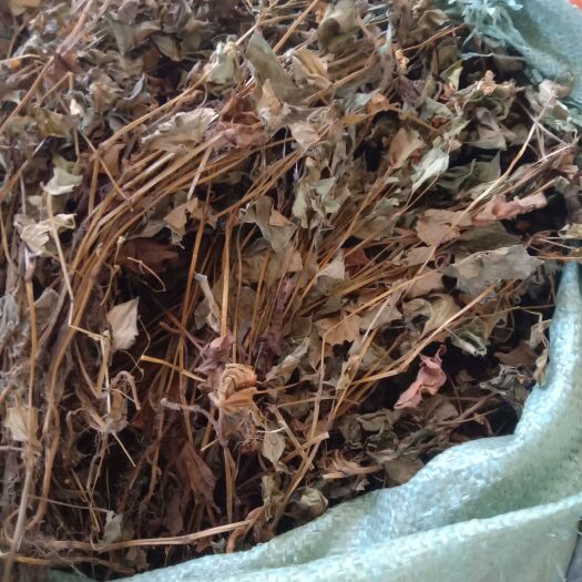 干魚(yú)腥草
