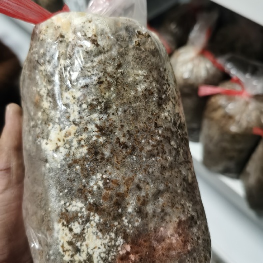邢台羊肚菌栽培种（三级种）（合理配方50—60％小麦）
