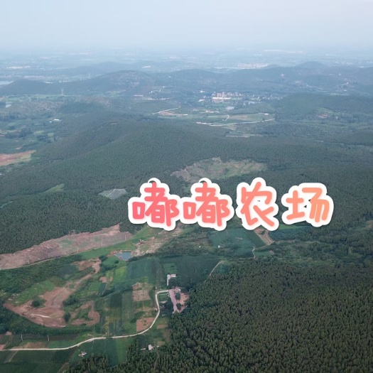 徐州徐州本地小山羊，松林散养，鲜香细腻