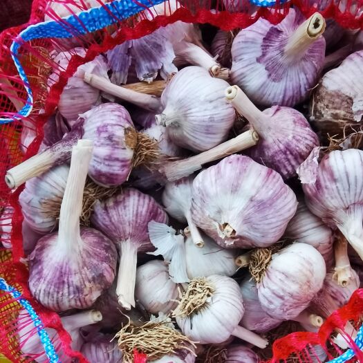 大名县大名精品紫皮红瓣蒜种