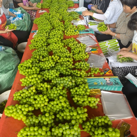 弥勒市阳光玫瑰