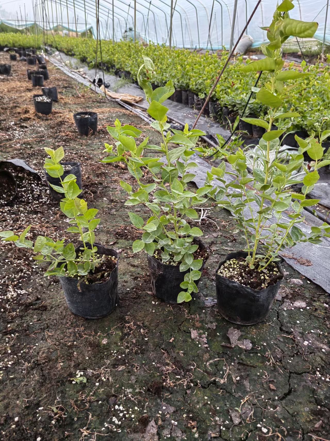 L蓝莓苗批发价格，L蓝莓苗哪里有卖的