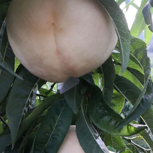 蒙阴县北京八号白桃