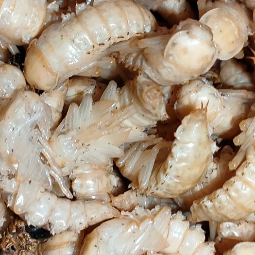 阳春市麦蛹、蛋白虫虫蛹。