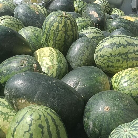 盘州市黑美人西瓜