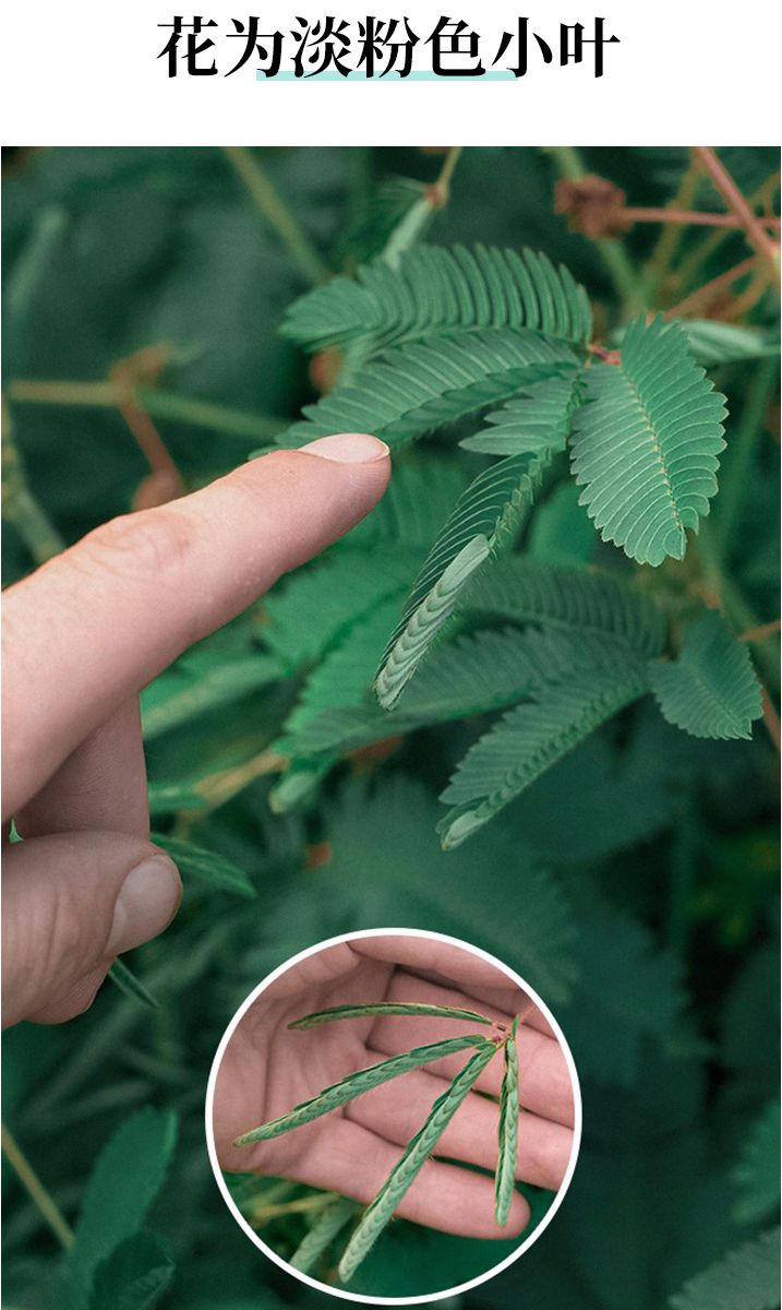 含羞草种子阳台绿植春季花种子室内盆栽易种易活含羞草种子