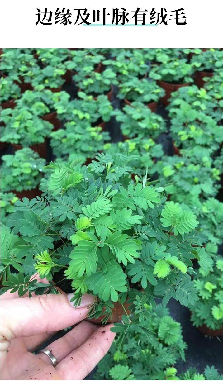 含羞草种子阳台绿植春季花种子室内盆栽易种易活含羞草种子