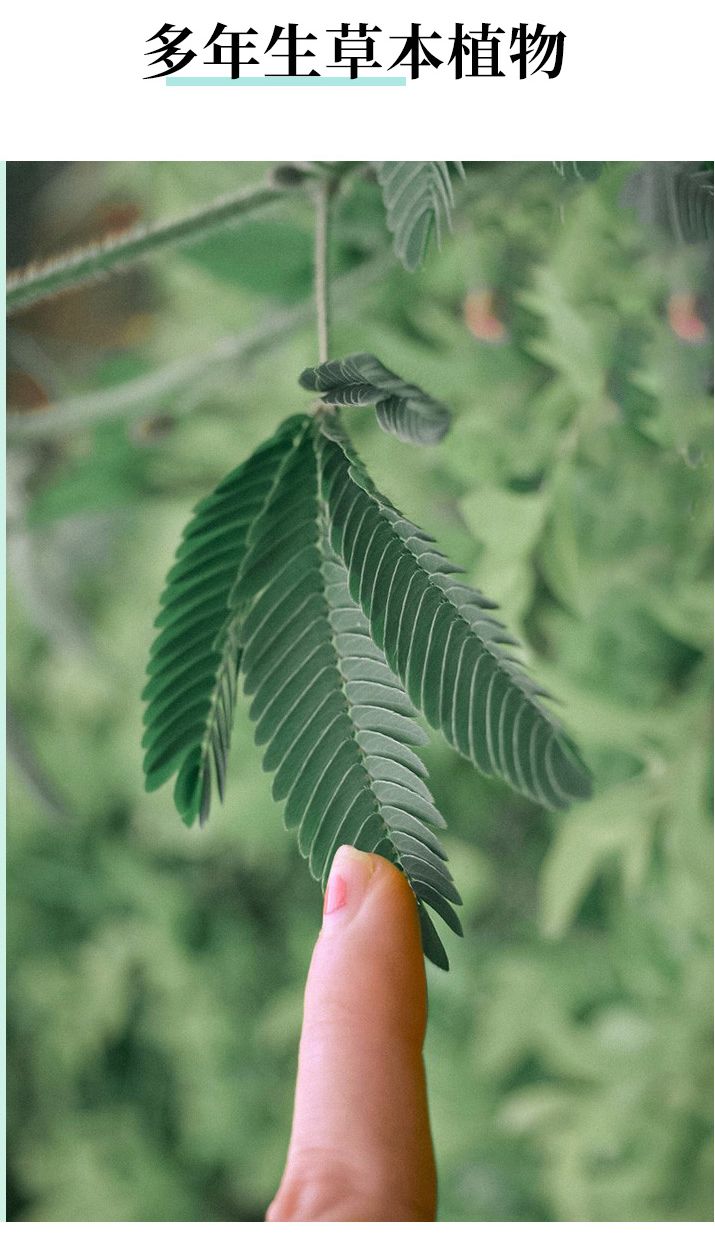 含羞草种子阳台绿植春季花种子室内盆栽易种易活含羞草种子