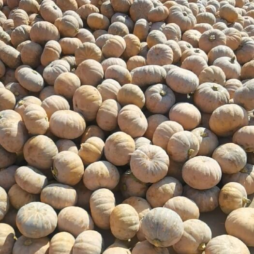 嘉鱼县盘龙204大量发货 盘龙202大量供应 口感好 质量保证