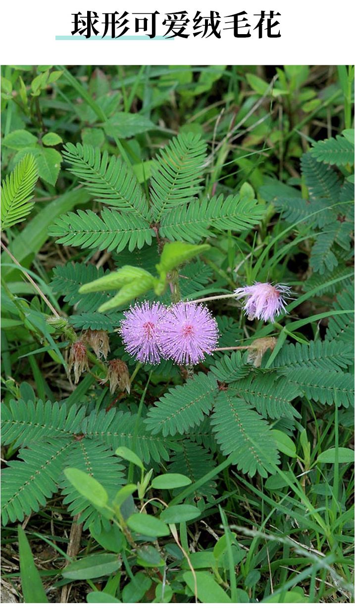 含羞草种子阳台绿植春季花种子室内盆栽易种易活含羞草种子