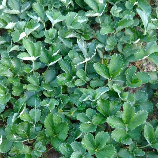 瑞昌市红颜草莓苗        产地直销      量大优惠