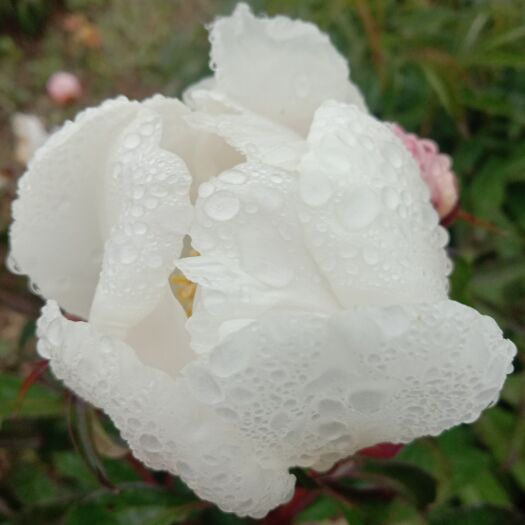 凤城市白花单片赤芍鲜货