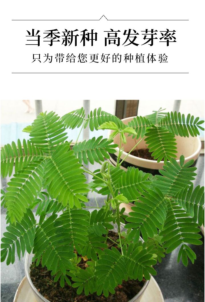 含羞草种子阳台绿植春季花种子室内盆栽易种易活含羞草种子
