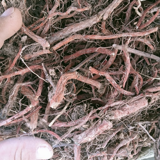 闻喜县药厂丹参