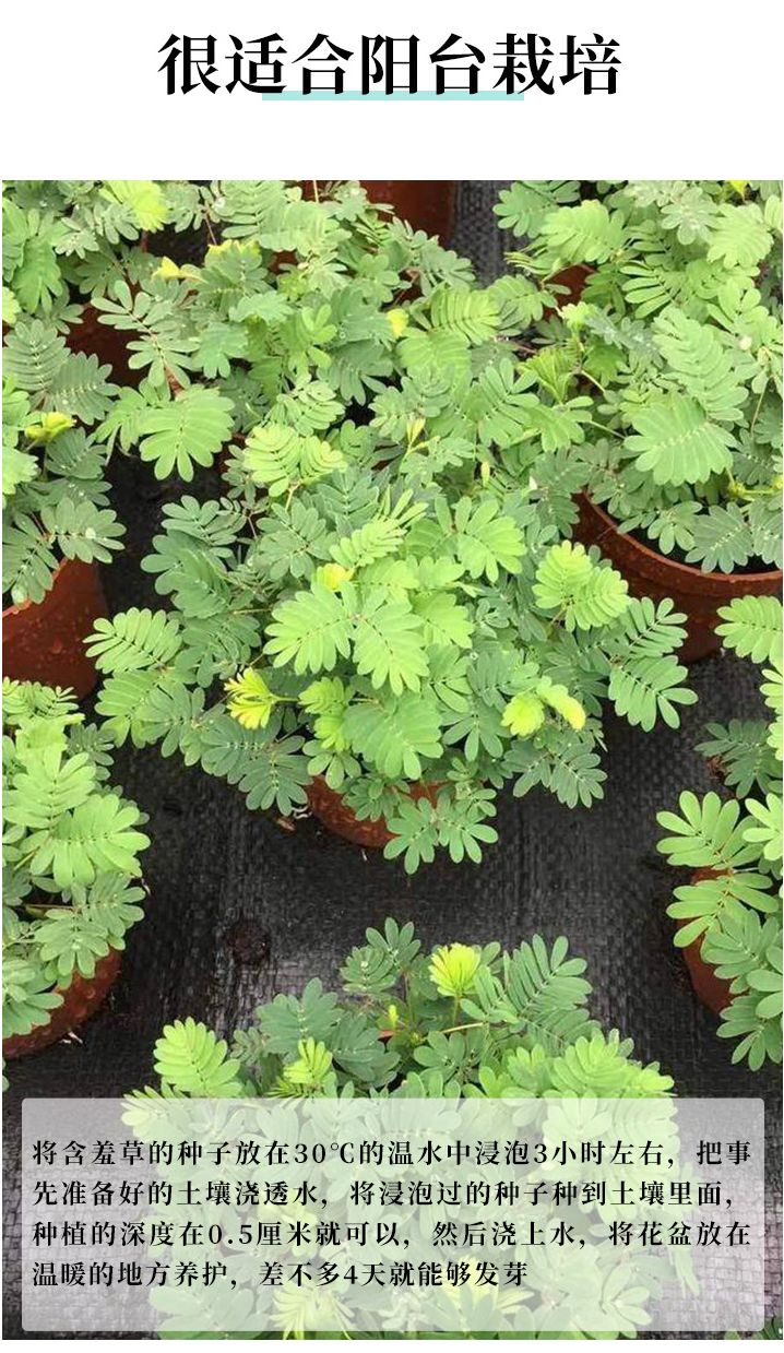 含羞草种子阳台绿植春季花种子室内盆栽易种易活含羞草种子