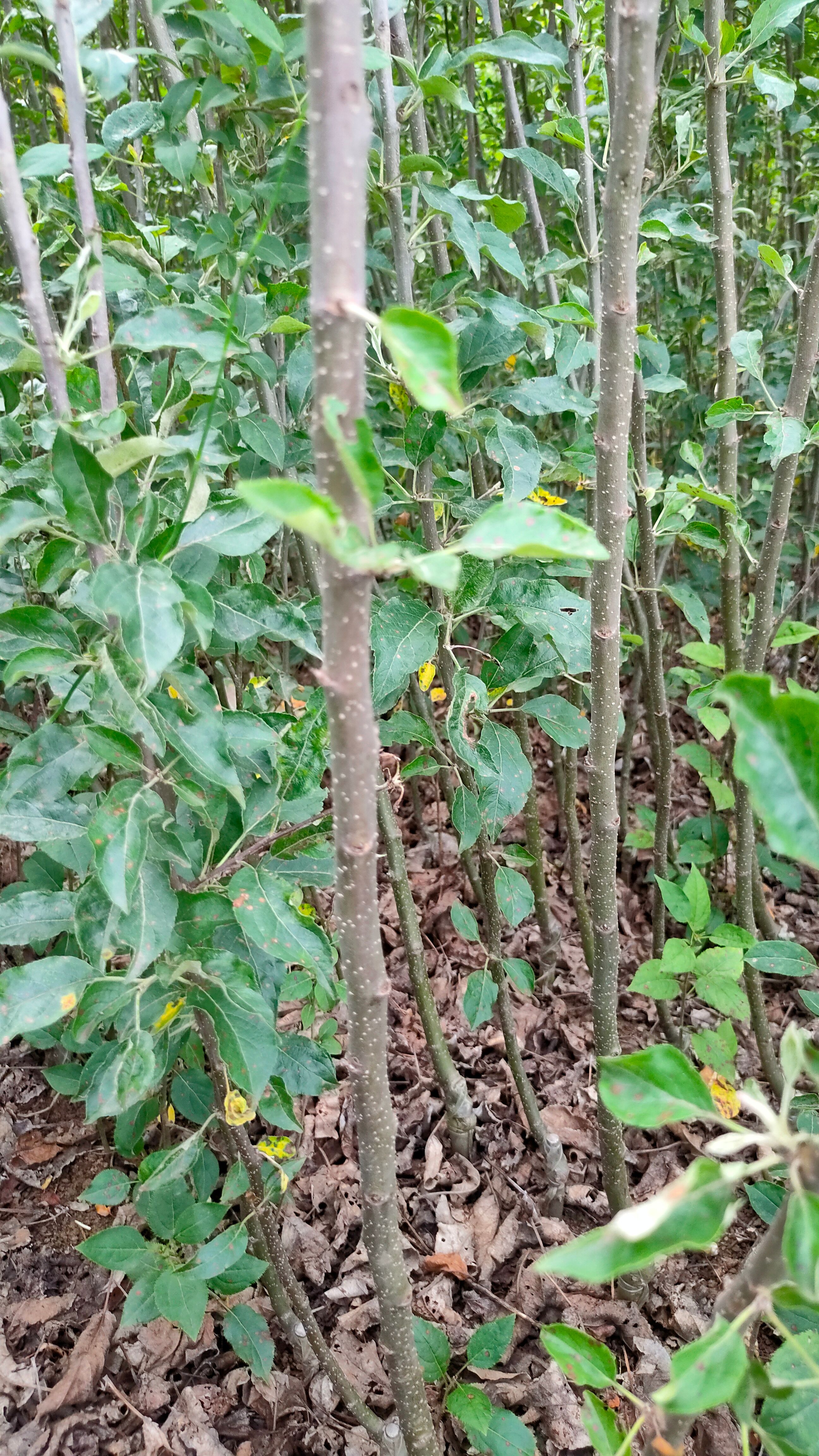 苹果苗云南苹果苗 瑞香红 瑞雪 维纳斯鲁丽爱妃苹果苗基地直供