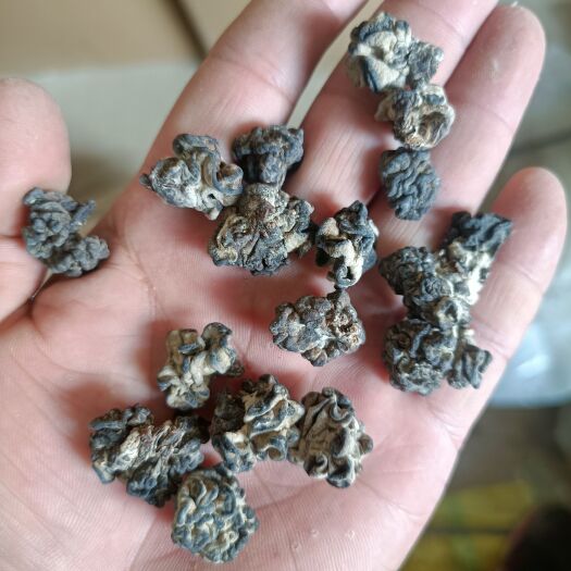 鱼台县小核桃菌批发零售玛咖菌玛卡菌松花菌鹿茸菌玛瑙菌猴脑耳