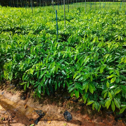 万宁市海南大杯沉香苗0.8-1公分地径都是嫁接的好苗种长期供应批发