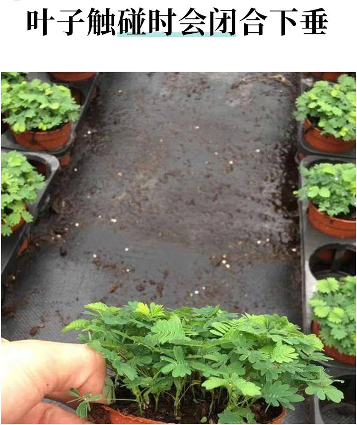 含羞草种子阳台绿植春季花种子室内盆栽易种易活含羞草种子