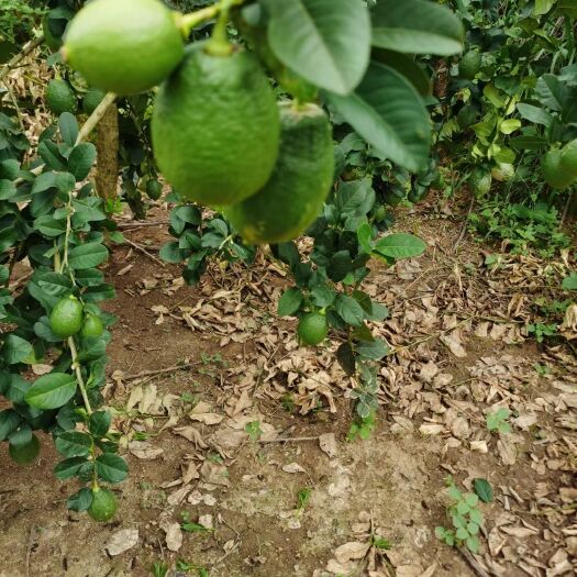 来宾广西香水柠檬