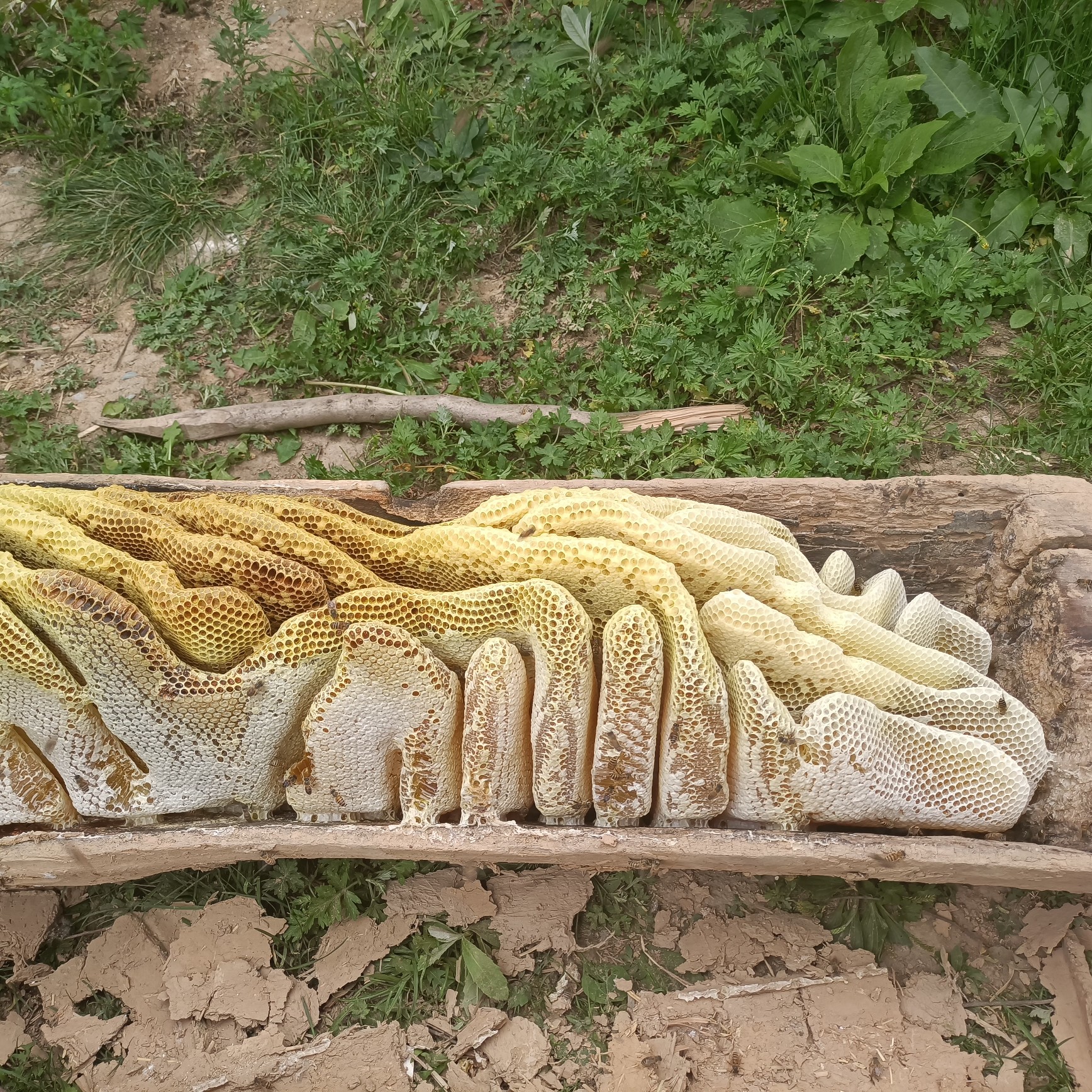 礼县自家产的土蜂蜜，也叫中华蜜、百花蜜