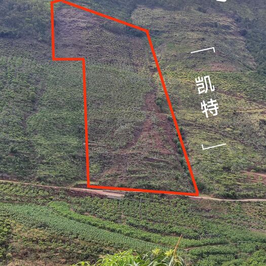 华坪县芒果园出租