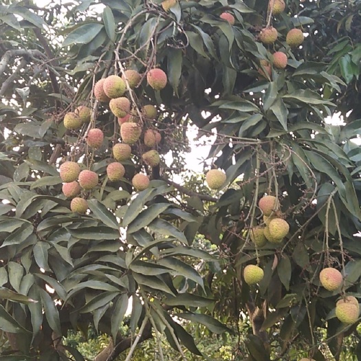 合江县荔枝