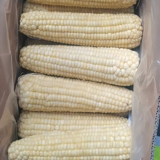 修文县玉米棒，甜，糯
