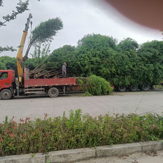 海宁市香樟，香泡，榉树