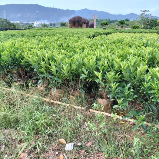 普宁市非洲茉莉60高