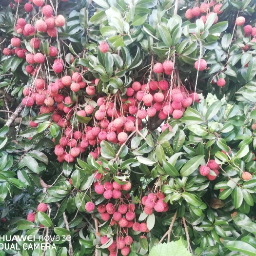 桂平市鸡嘴荔枝