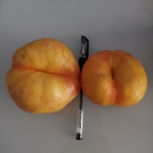 蒙阴县蒙阴黄油蟠桃