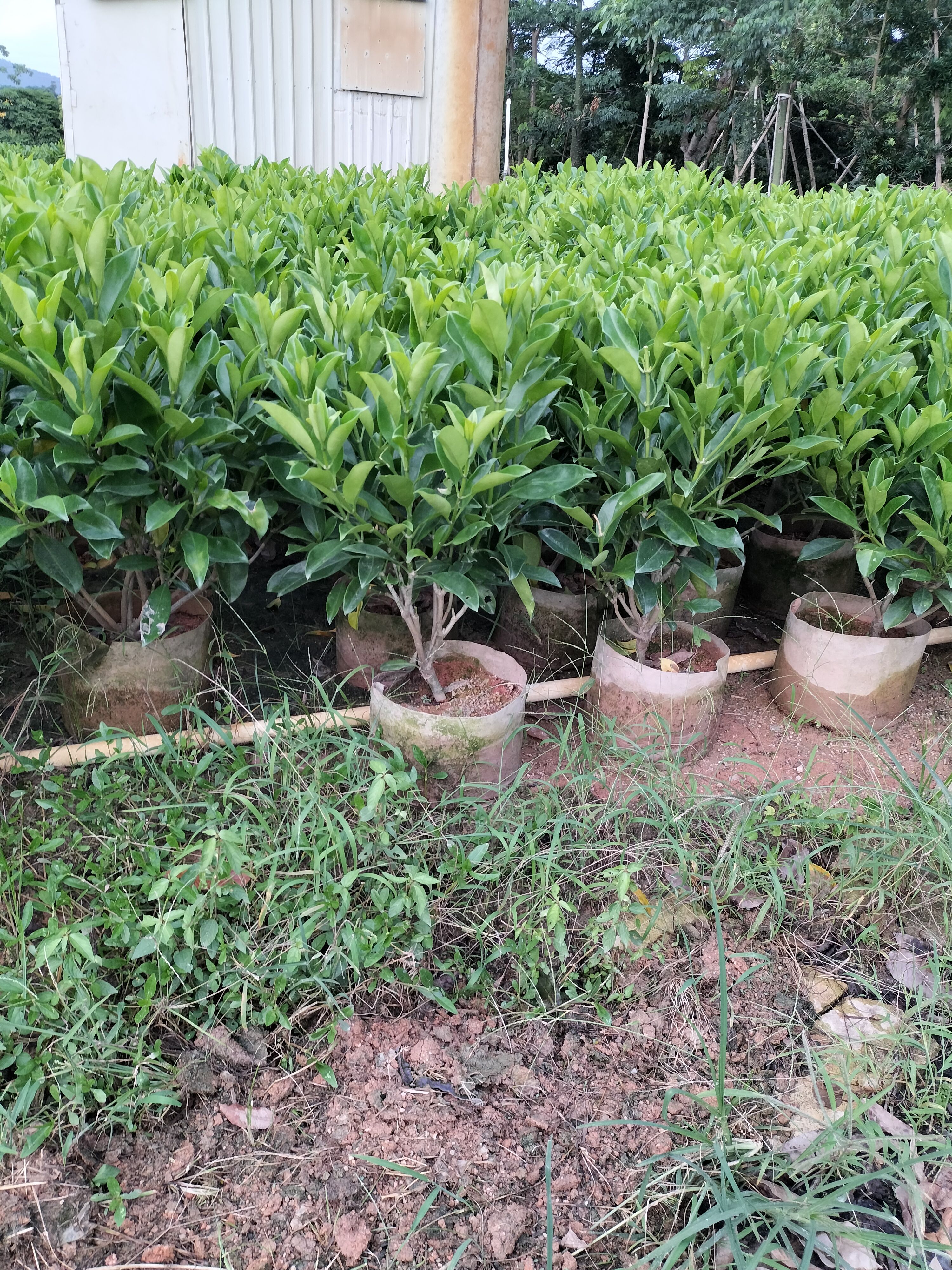 非洲茉莉60高