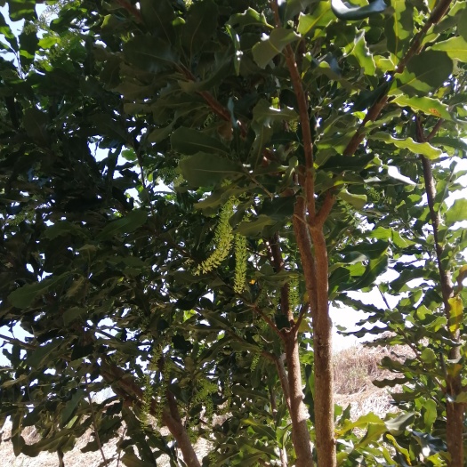 云县澳洲坚果地转让