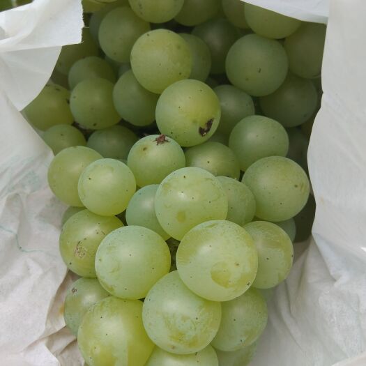 内黄县工厂加工果葡萄