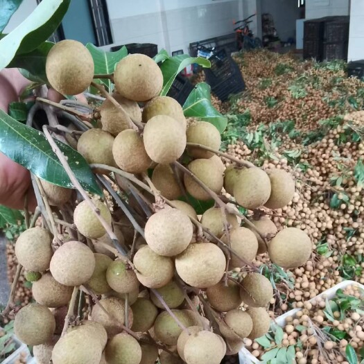 高州市石硖龙眼