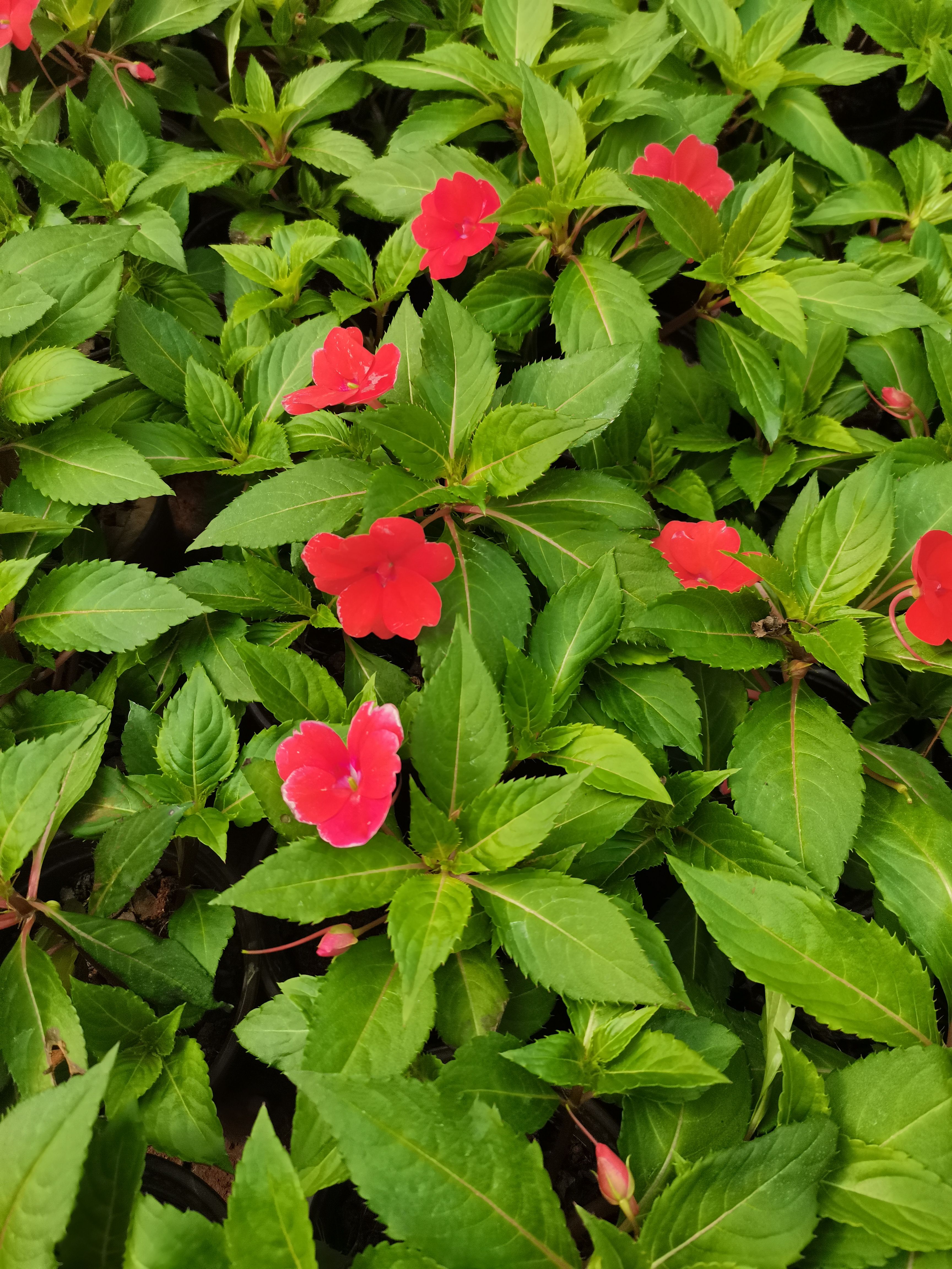 鳳仙，桑蓓斯鳳仙，云南鳳仙花種植一手貨源