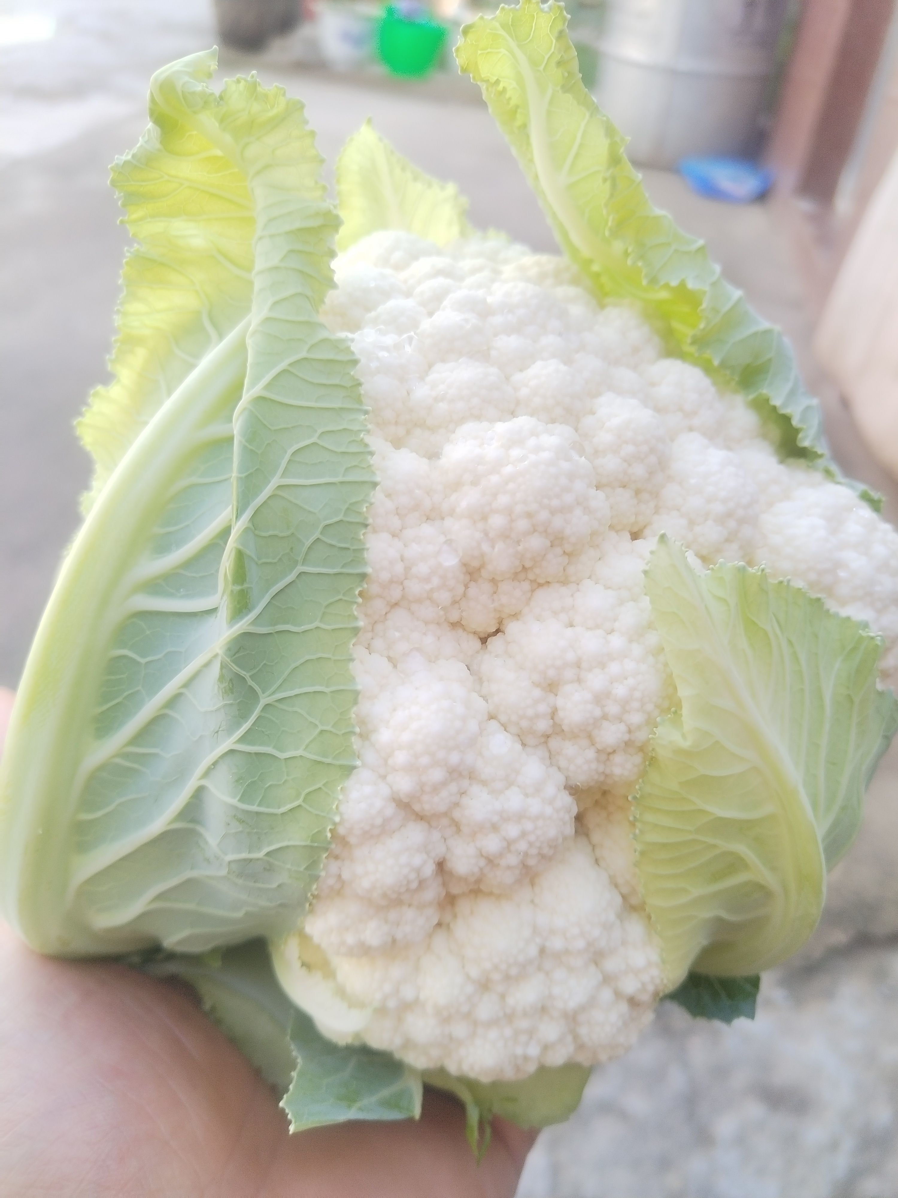 （诚信经营）白菜花
