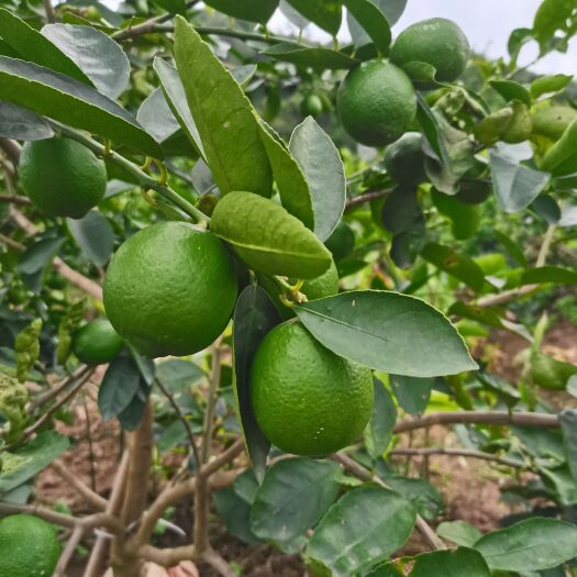 江门塔西堤无籽责青柠