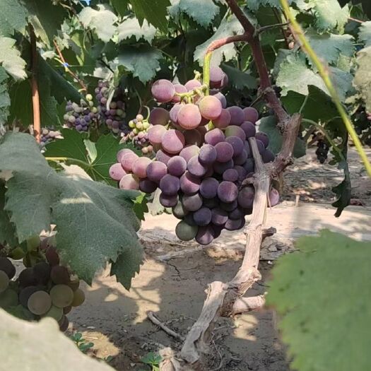 菏泽菏泽巨峰葡萄只销售周边200斤以上管送，也可零售