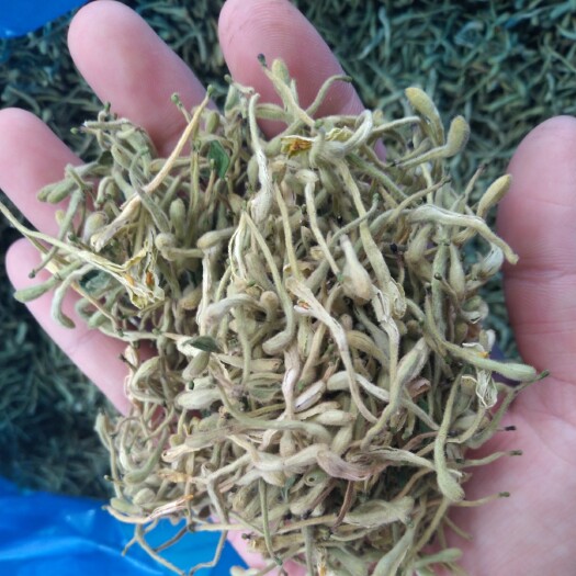 巨鹿县金银花新货