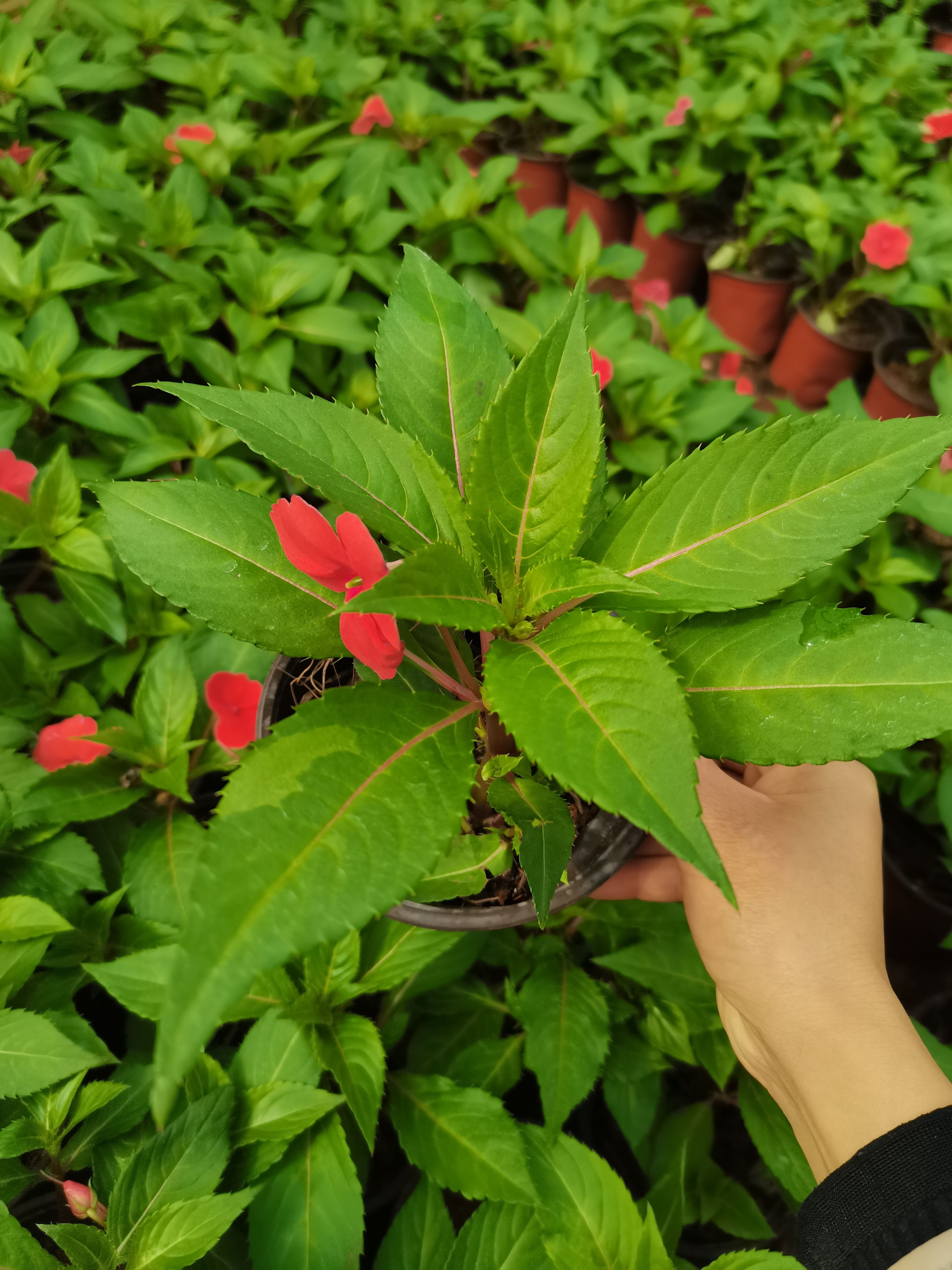 鳳仙，桑蓓斯鳳仙，云南鳳仙花種植一手貨源