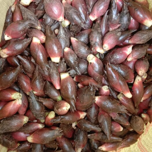 马关县洋荷现采现卖，来电谈