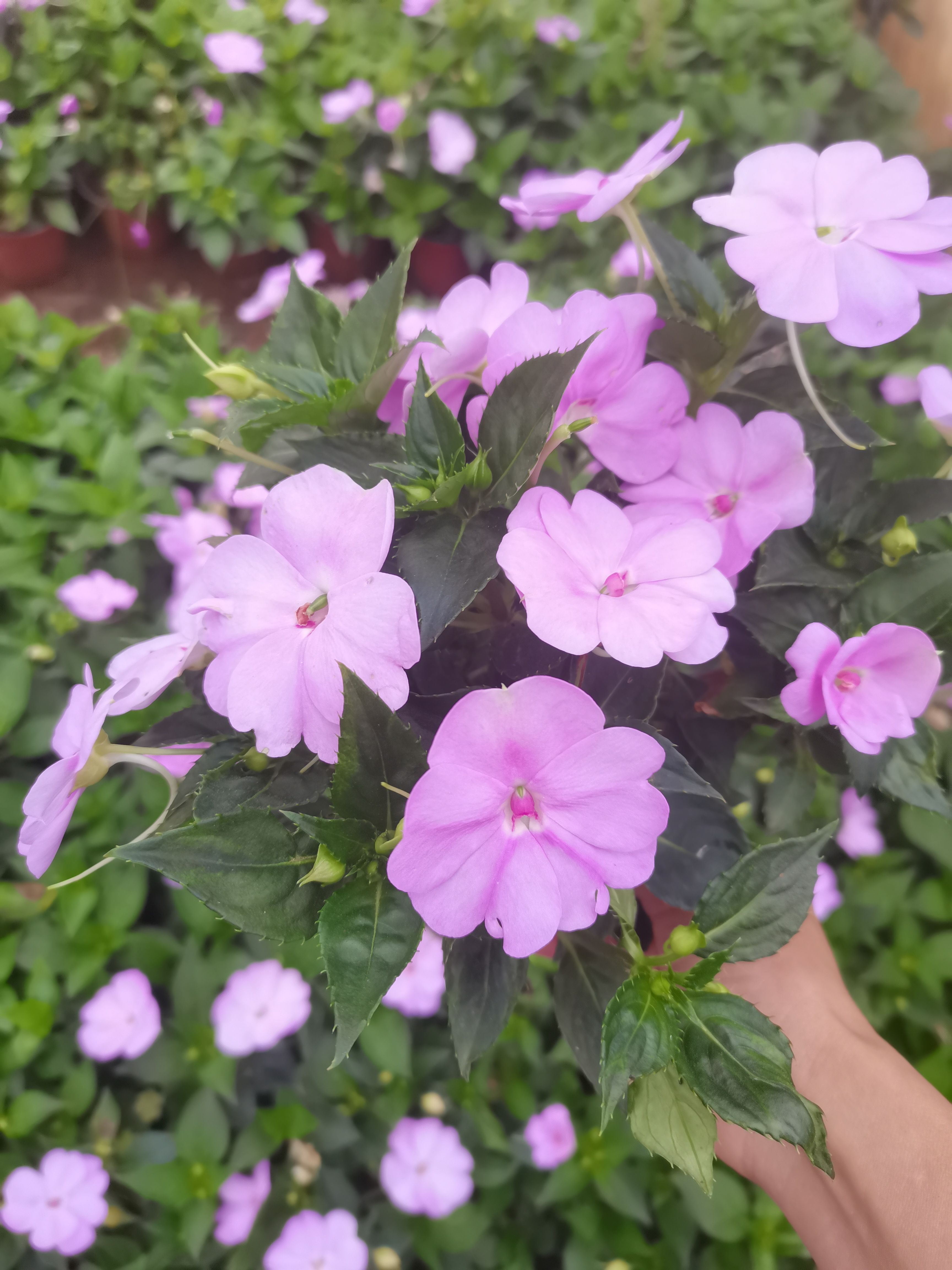 鳳仙，桑蓓斯鳳仙，云南鳳仙花種植一手貨源