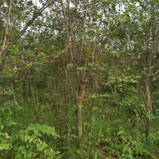 临澧县紫薇  5000株  6-10公分   还田优惠处理
