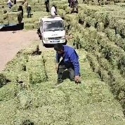 玉门市玉门紫花苜蓿草产地批发 苜蓿草价格便宜甘肃货源蛋白高价格便宜