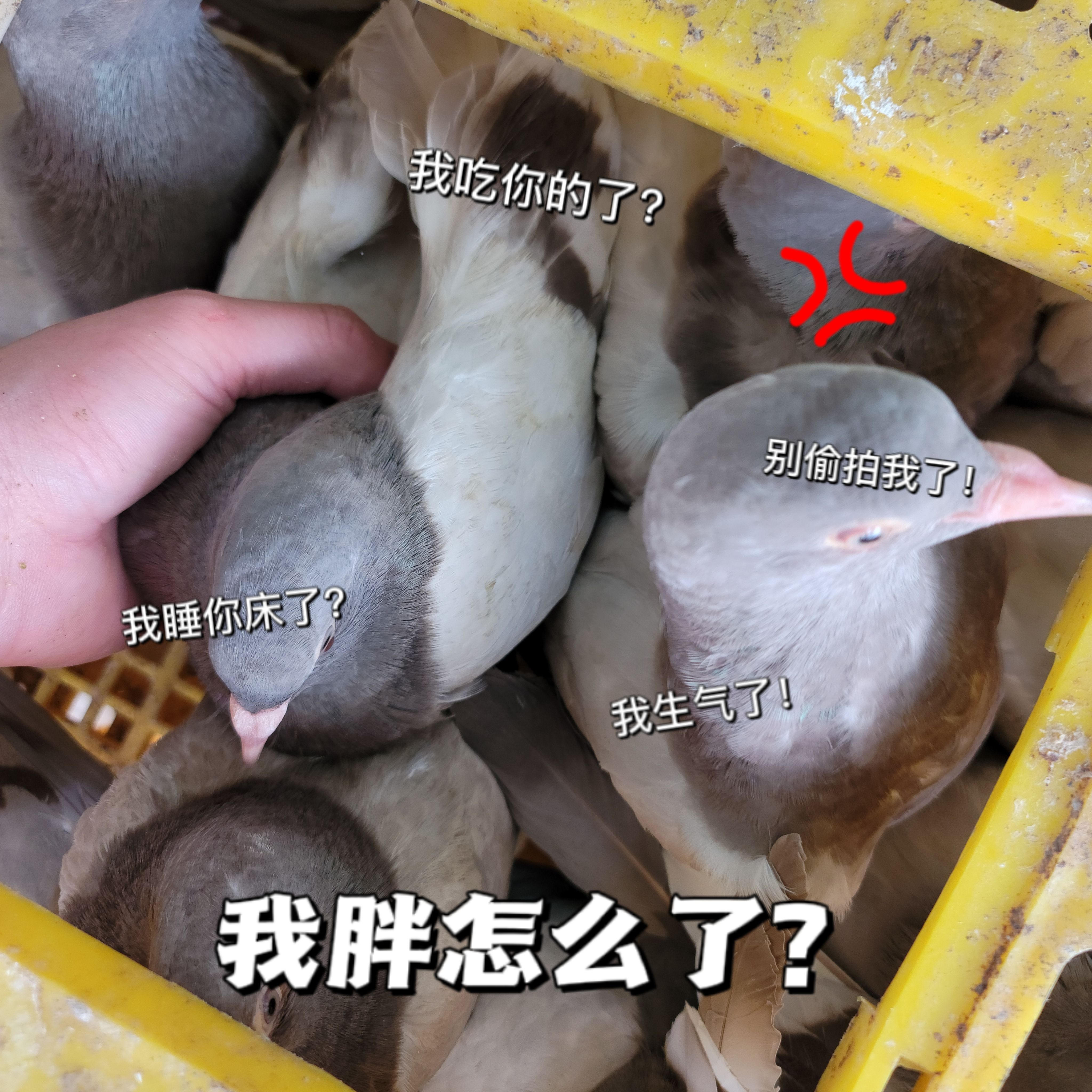 养殖场自养五谷肉鸽 青年鸽 老鸽