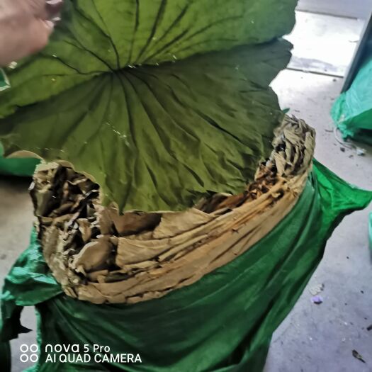 石城县荷叶干荷叶整张干荷叶叫花鸡专用荷叶荷叶片，荷叶茶药用荷叶