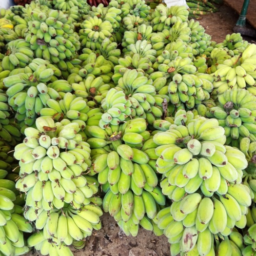 南靖县漳州苹果蕉