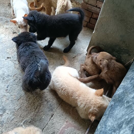 出售土狗苗骨架大